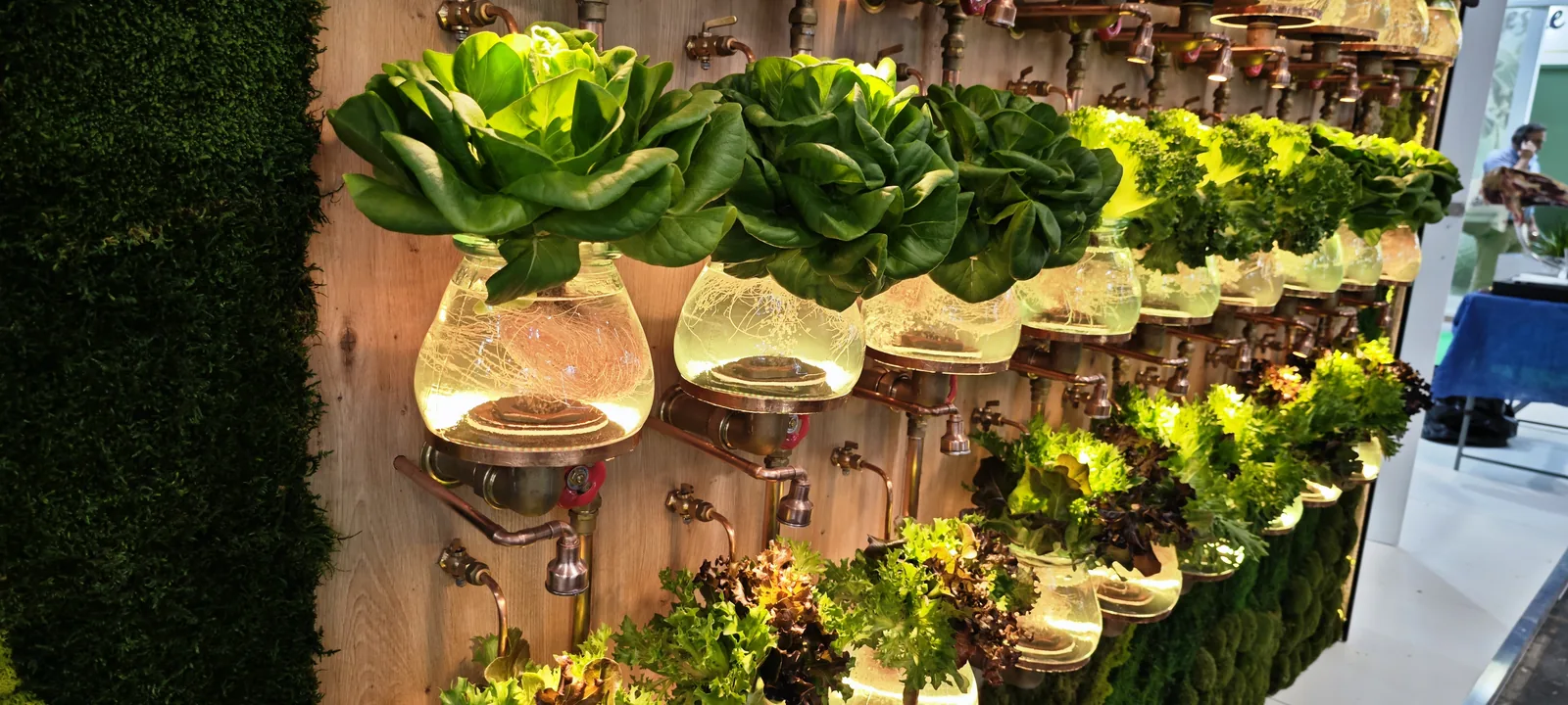 A stand wall of living lettuces growing in rows of glass bowls on a vertical green panel, lit from above.