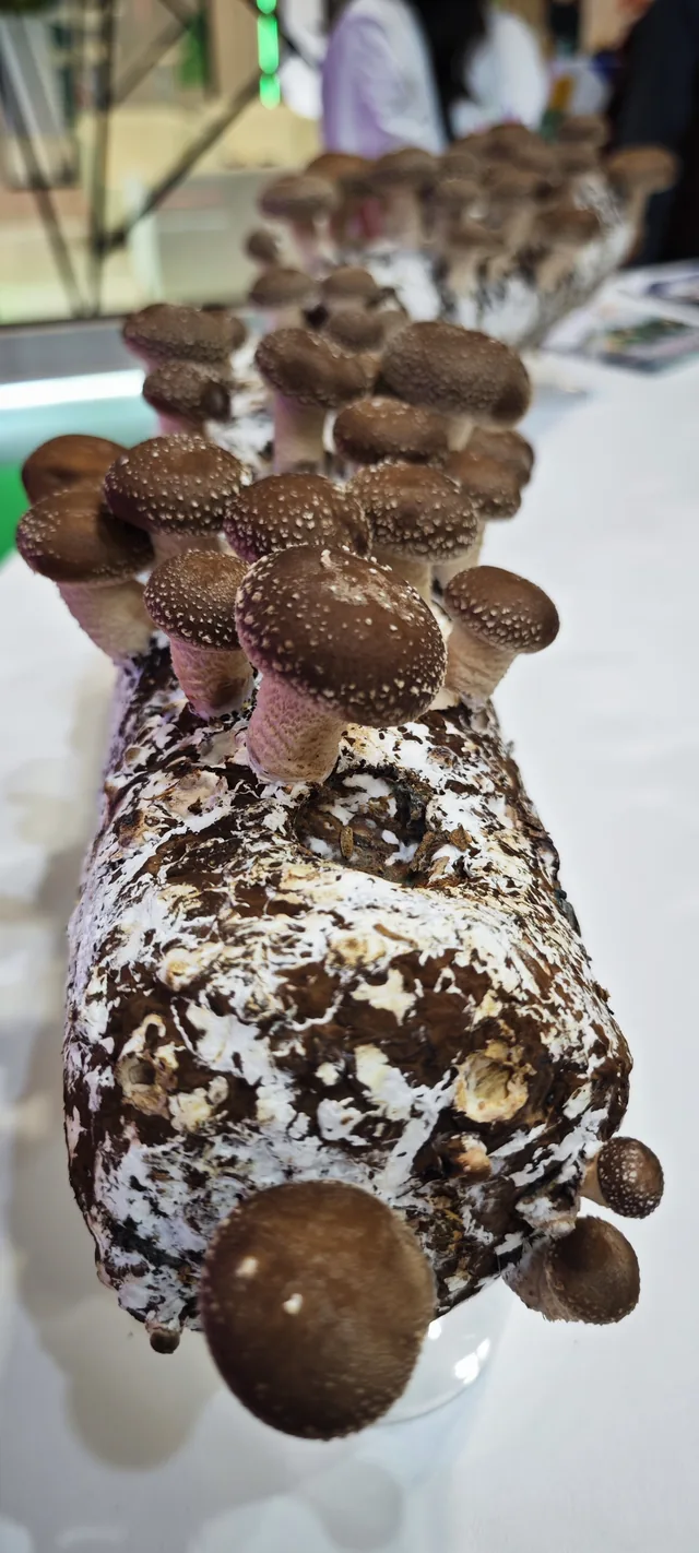A cluster of brown mushrooms growing out of a white-coated log, displayed on a stand.