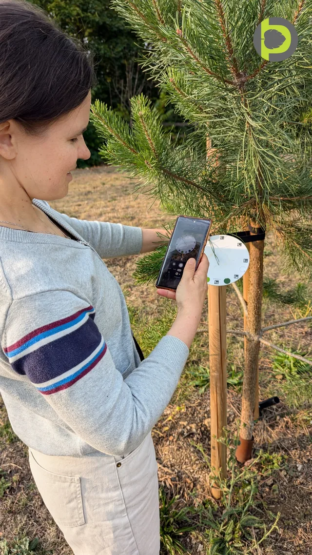 Dr. Maryna Kuzmenko holding a phone over a pine shoot on a white measuring board, beside a young conifer in a field.